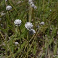 Eriocaulon thysanocephalum S.M.Phillips